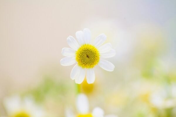 Aromathérapie spirituelle - connexion avec les huiles sacrées
