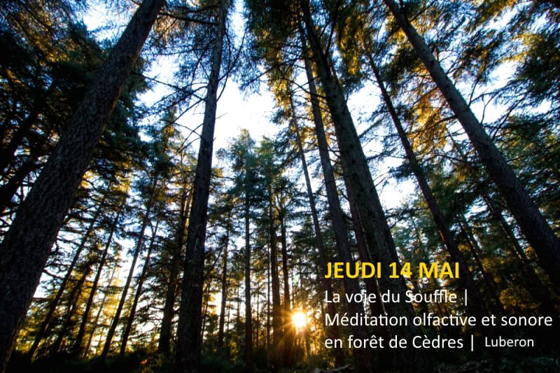 meditation_olfactive_sonore_foret_de_cedres_luberon