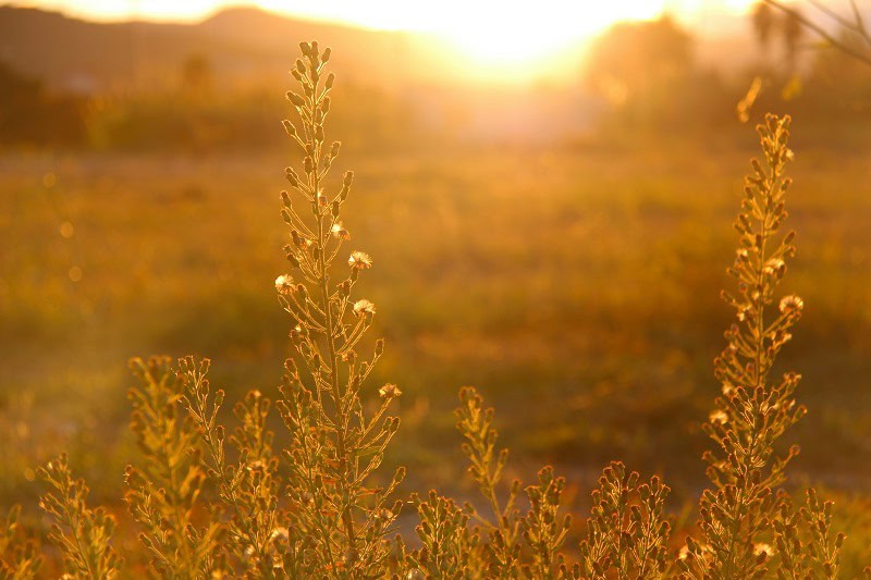 meditation_olfactive_solstice_ete_cadenet